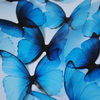 desireecolli933